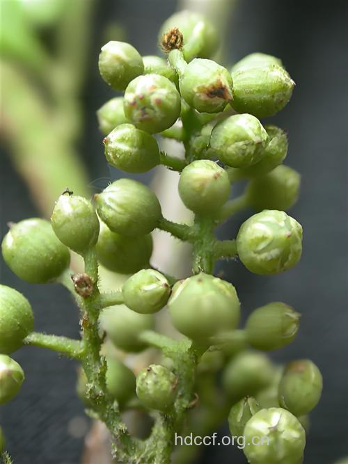 金珠柳的功效与作用