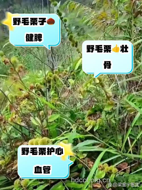 茅栗的功效与作用