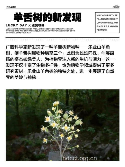 羊舌树的功效与作用