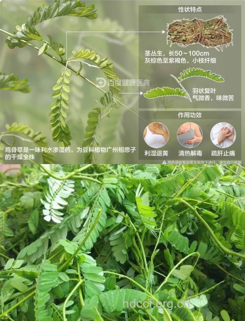 鸡骨柴叶的功效与作用