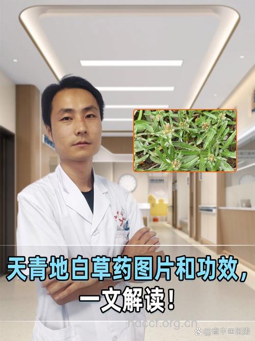 细叶鼠曲草的功效与作用