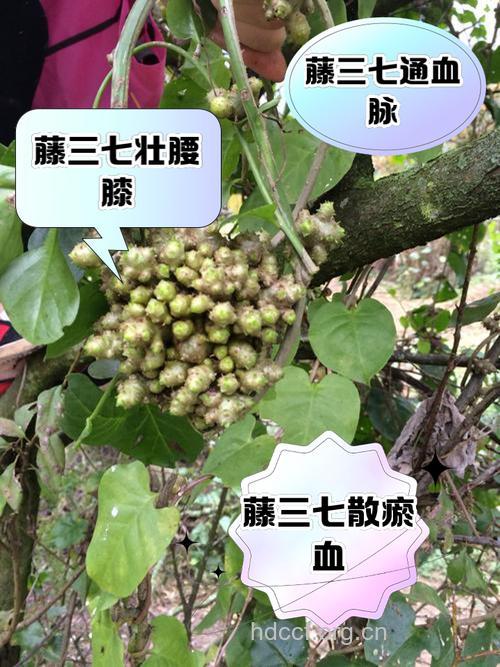 芦山藤的功效与作用