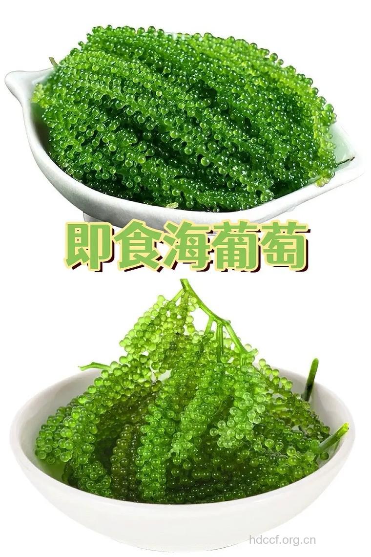 凉拌海葡萄的做法