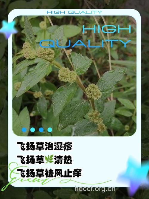 飘拂草的功效与作用