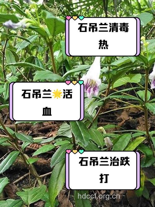 石吊兰的功效与作用