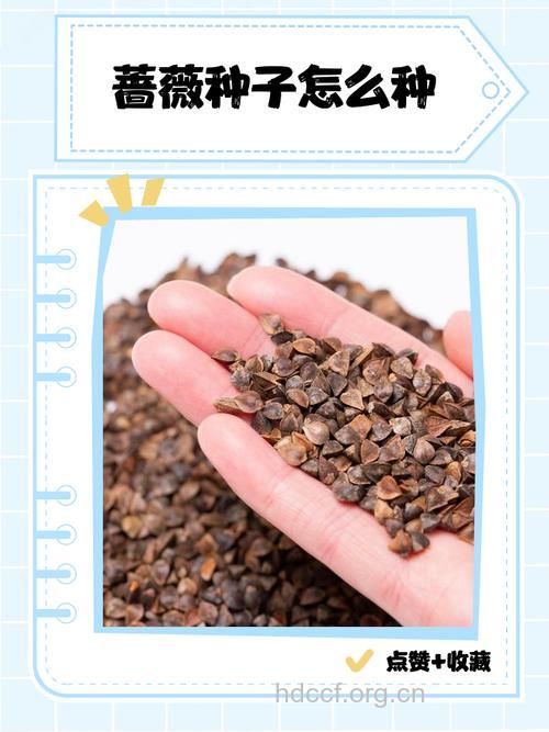 薇籽的功效与作用