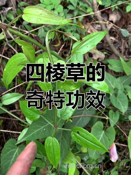 四棱通的功效与作用