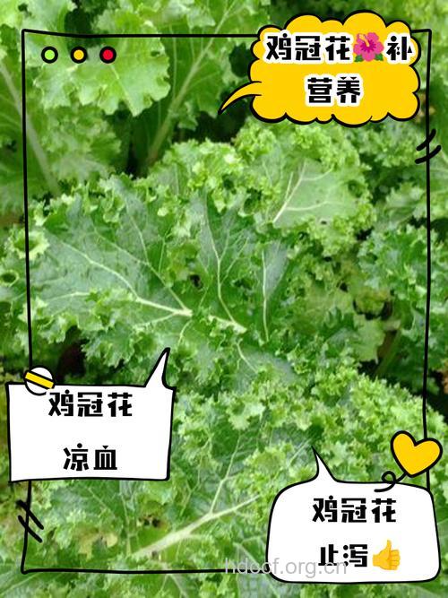 鸡冠菜的功效与作用