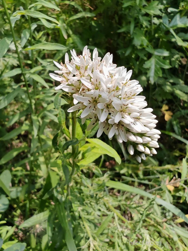 狼尾巴花的功效与作用