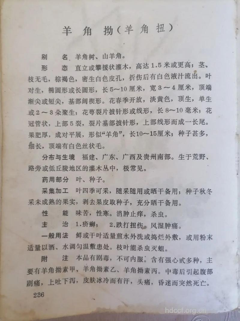 羊角拗子的功效与作用