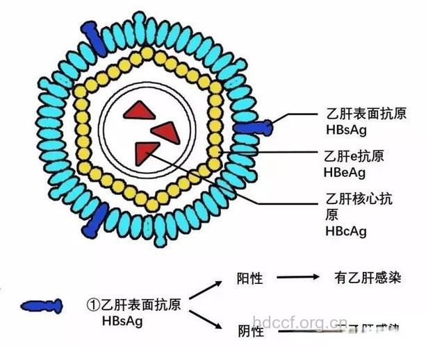 乙肝三大抗原体系统简介