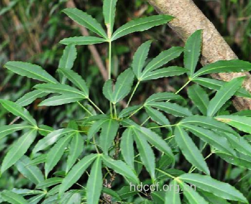 阔叶假参的功效与作用