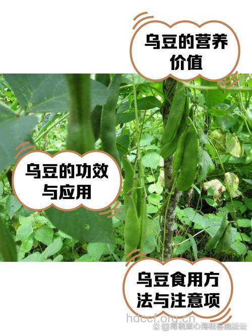 乌豆根的功效与作用