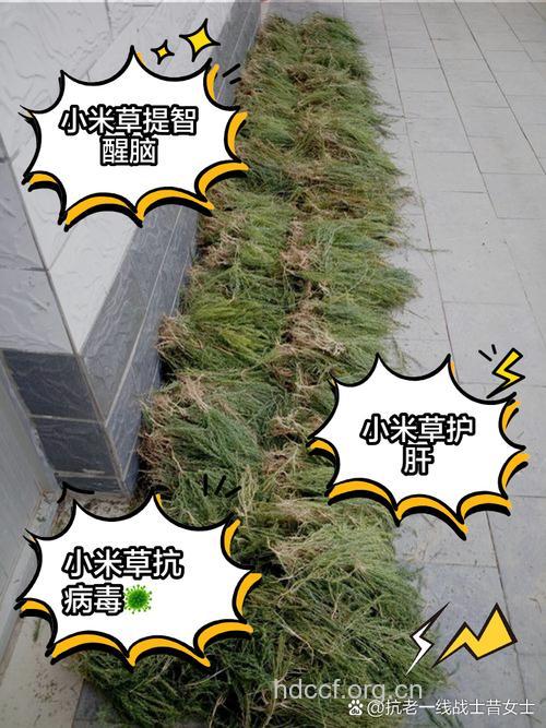 小米草的功效与作用