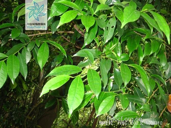 细枝柃的功效与作用