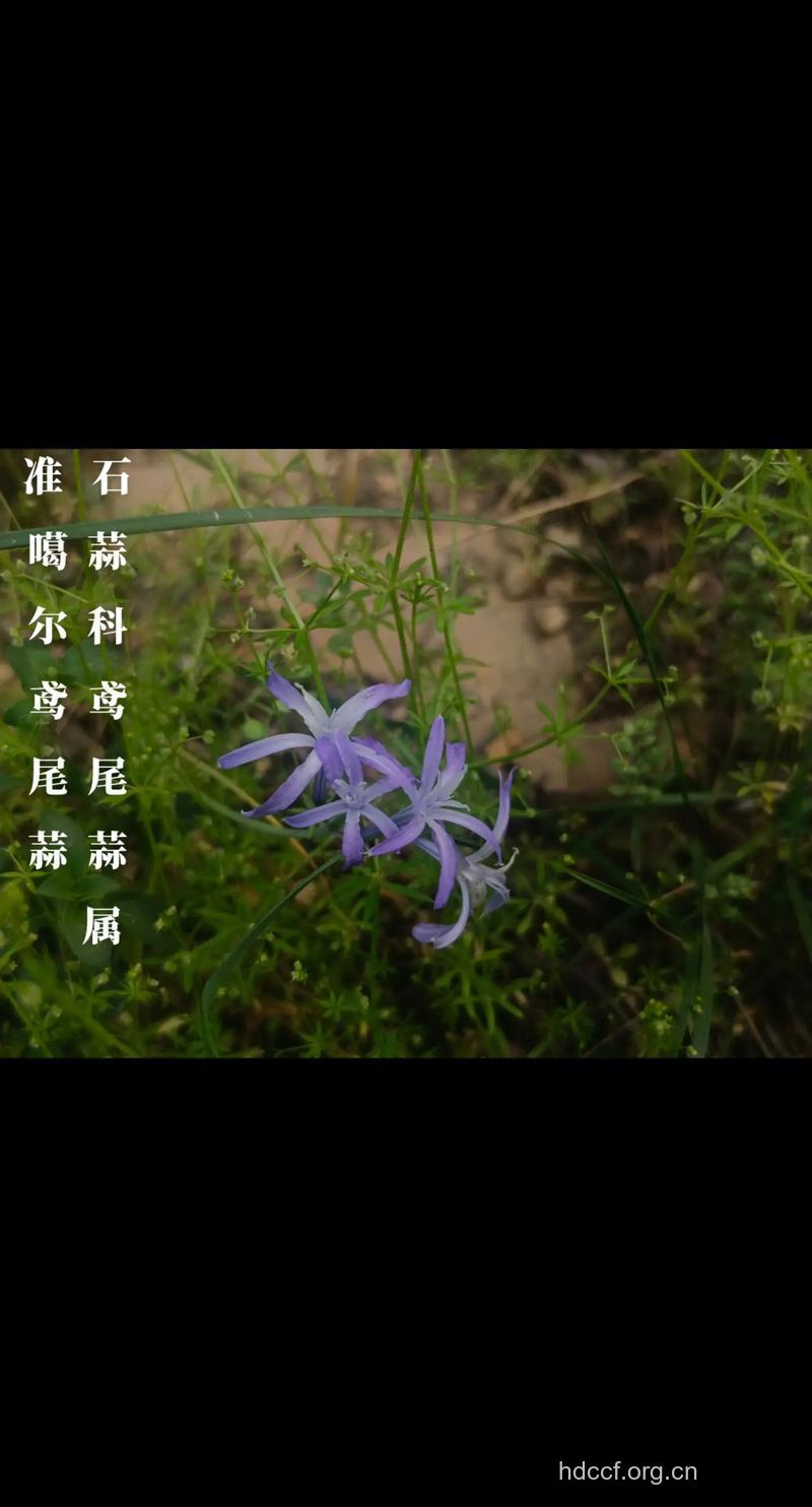 准噶尔鸢尾的功效与作用