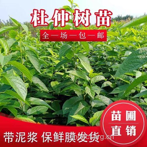 银丝杜仲的功效与作用