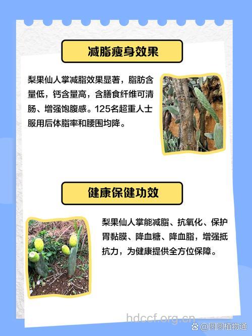 梨果仙人掌的功效与作用