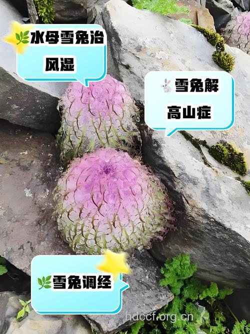 雪兔的功效与作用