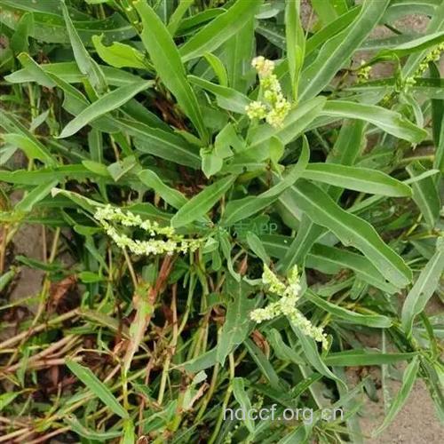 西伯利亚蓼的功效与作用