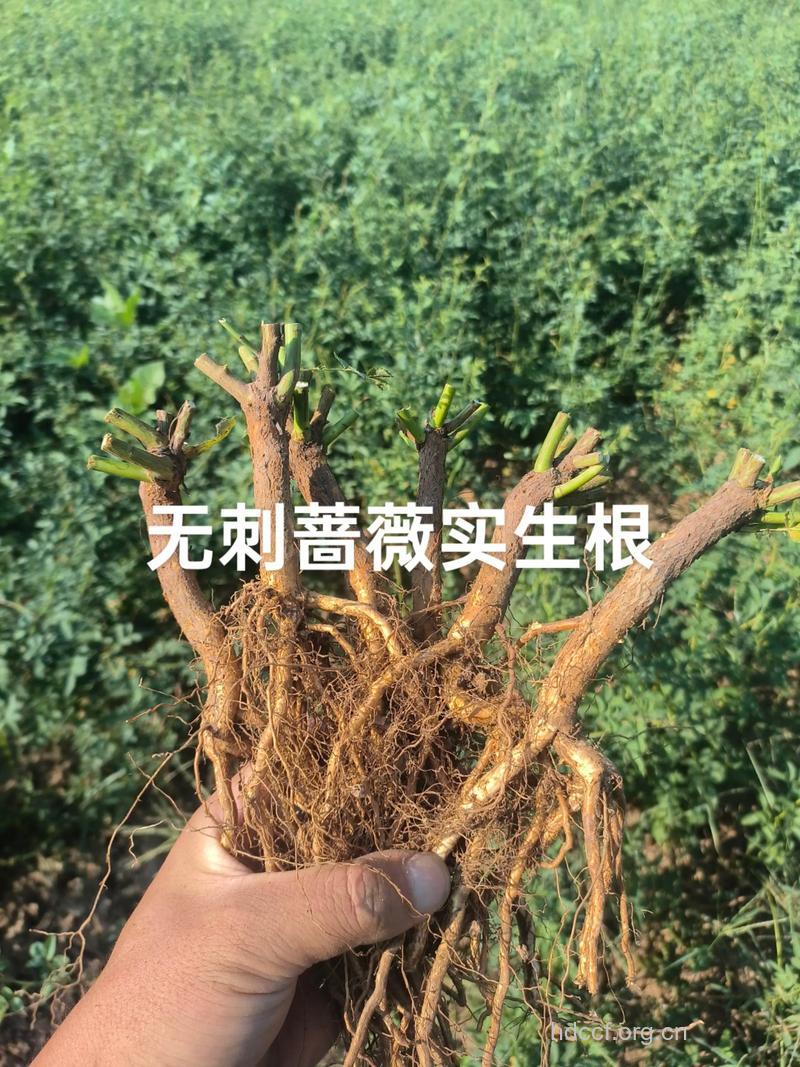 蔷薇根的功效与作用