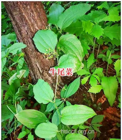 水牛尾的功效与作用