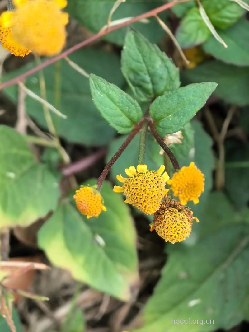 小铜锤的功效与作用