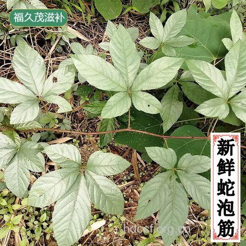 五叶泡的功效与作用