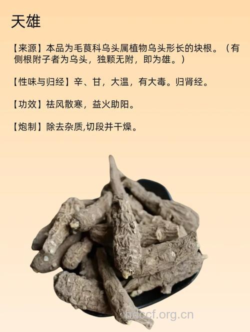 天雄的功效与作用
