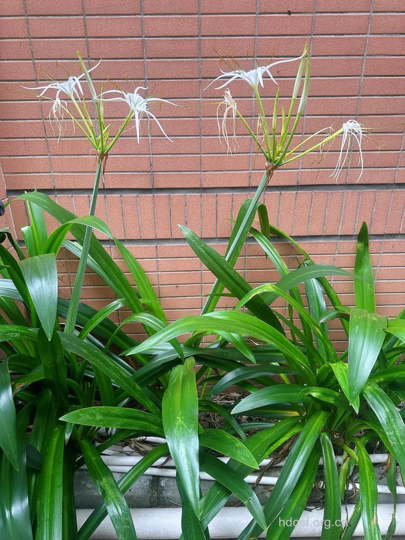 水鬼蕉的功效与作用