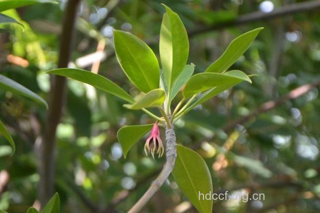 柱果木榄叶的功效与作用