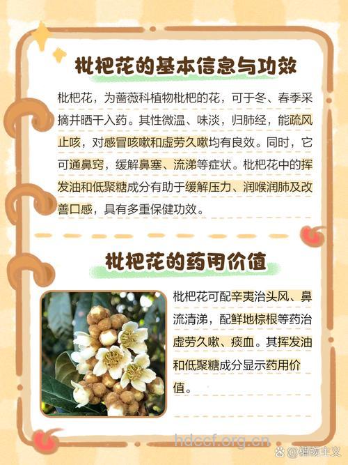 枇杷花的功效与作用