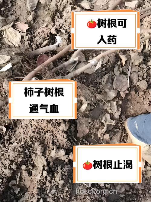 柿根的功效与作用