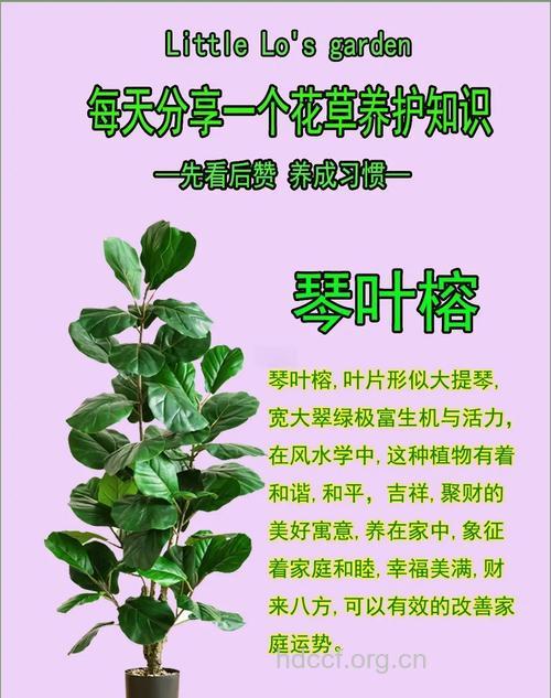 琴叶榕的功效与作用