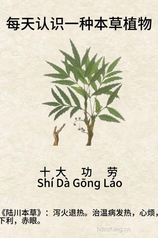 天竹黄的功效与作用