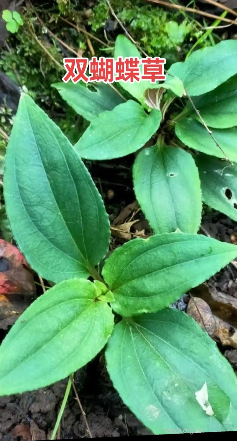 双翎草的功效与作用