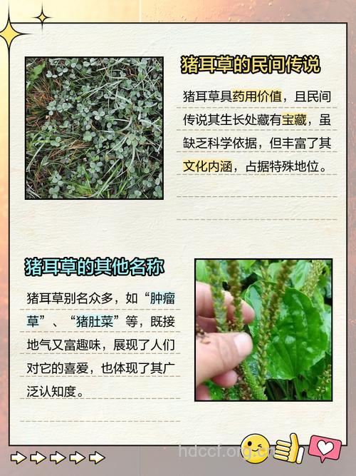 猪耳掌的功效与作用