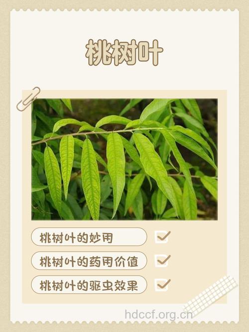 桃叶的功效与作用