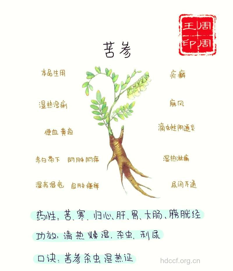 小苦参的功效与作用