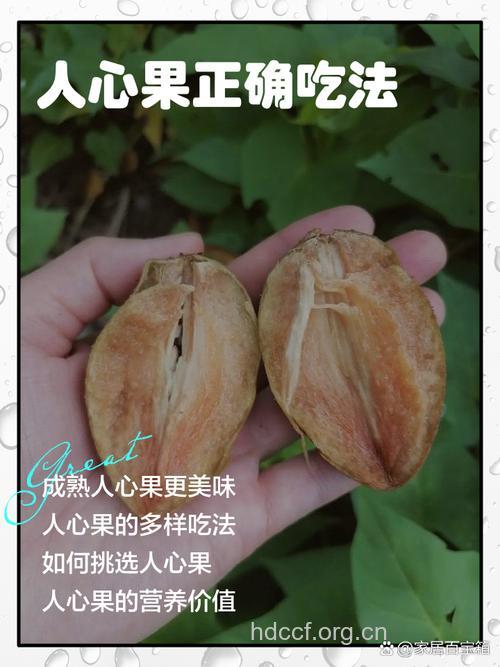 人心果吃法有哪些 吃人心果的注意事项