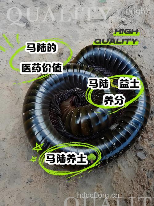 马陆的功效与作用