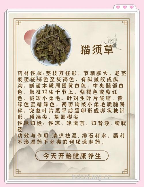猫须草的功效与作用