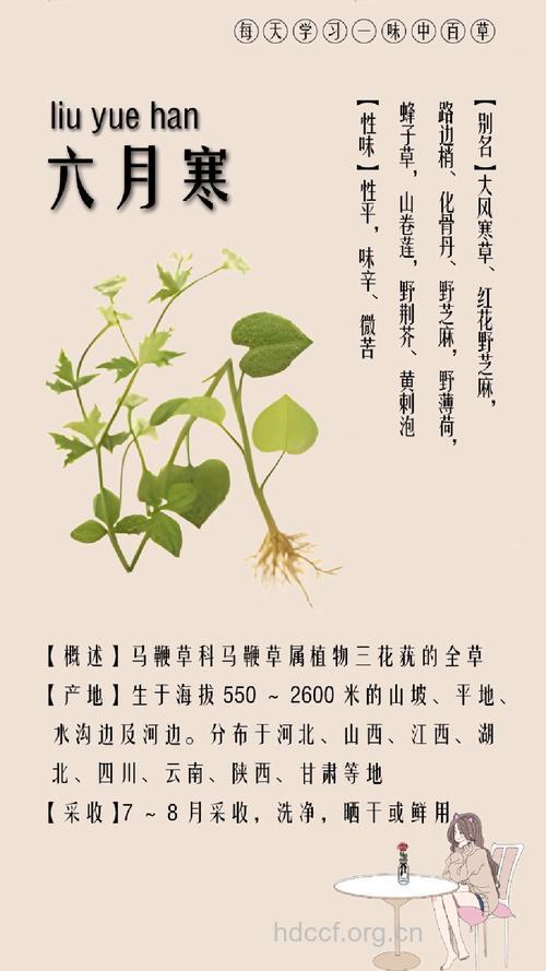 小六月寒的功效与作用