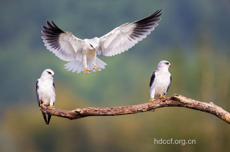 鸢胆的功效与作用