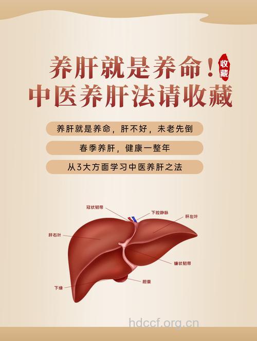 中医调理治肝病