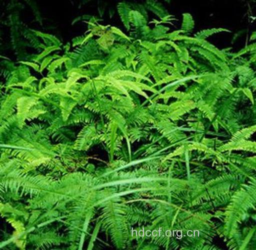 铁蕨鸡的功效与作用