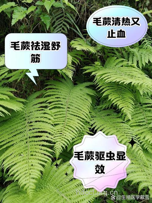 渐尖毛蕨的功效与作用