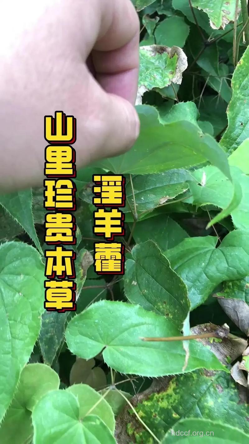 羊肌藤的功效与作用