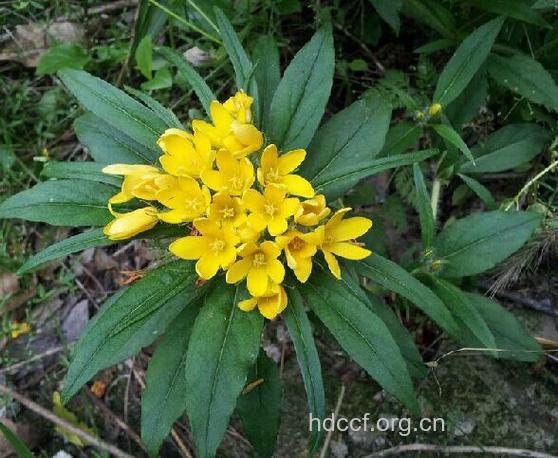 见血住的功效与作用