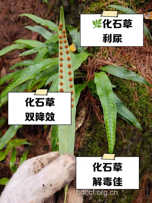 石茶的功效与作用